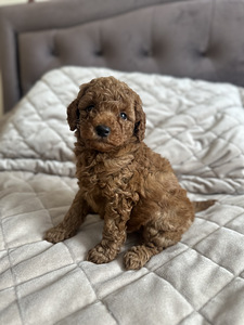 Мальтипу Maltipoo (5 фото из 5)