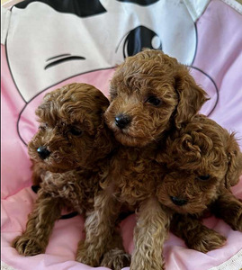 Мальтипу Maltipoo (2 фото из 2)