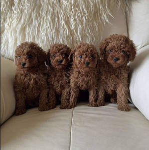 Мальтипу maltipoo (2 фото из 3)