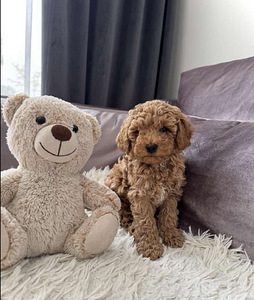 Maltipoo maltipoo