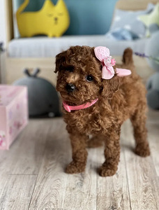 Мальтипу Maltipoo