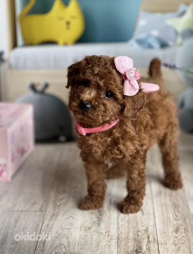 Maltipoo Maltipoo