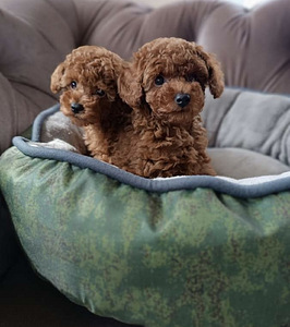 Той пудель toy poodle (1 фото из 4)