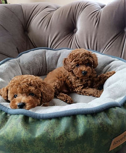 Той пудель toy poodle (2 фото из 4)