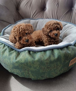 Той пудель toy poodle (4 фото из 4)