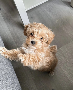 Maltipoo (2 foto / 5)