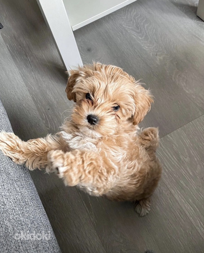 Maltipoo