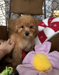 Мальтипу maltipoo (2 фото из 5)