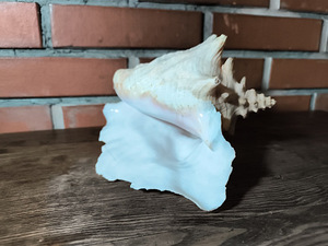 Suur merekarp / dekoratiivne merekarp (2 foto / 5)