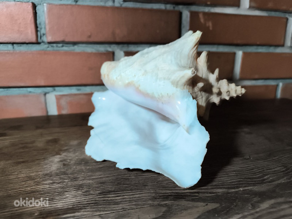 Suur merekarp / dekoratiivne merekarp