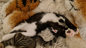 Котенок, котята (5 фото из 10)