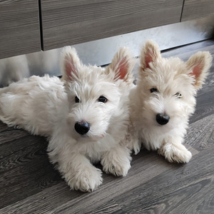 Scottish terrier. Скотчтерьер (2 фото из 5)