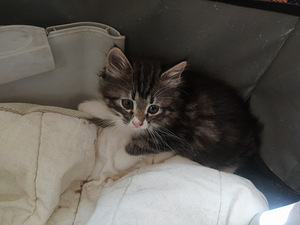 Котенок, мальчик (1 фото из 2)