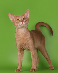 Абиссинский кот (4 фото из 5)