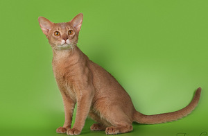 Абиссинский кот (5 фото из 5)