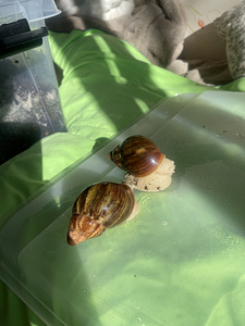 Arhahatina Rodostoma (koos konteineriga)