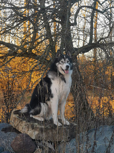 Myydään koirapentuja(sekarotu Malamut ja Husky) (4 valokuva sivusta 10)