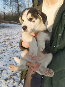 Myydään koirapentuja(sekarotu Malamut ja Husky) (7 valokuva sivusta 10)