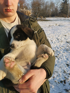 Myydään koirapentuja(sekarotu Malamut ja Husky) (8 valokuva sivusta 10)