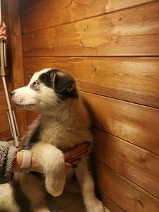 Myydään koirapentuja(sekarotu Malamut ja Husky) (9 valokuva sivusta 10)