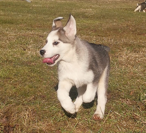 Myydään koirapentuja(sekarotu Malamut ja Husky)