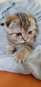 Scottish Fold/ Straight kassipojad 2,5 kuud (2 foto / 10)