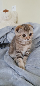 Scottish Fold/ Straight kassipojad 2,5 kuud (1 foto / 10)