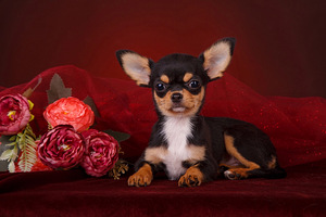 Chihuahua kutsikad (1 foto / 8)
