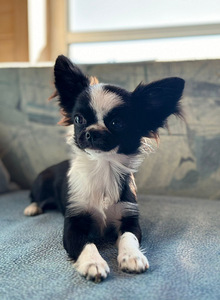 Chihuahua kutsikad (5 foto / 8)