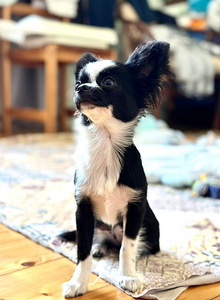 Chihuahua kutsikad (8 foto / 8)