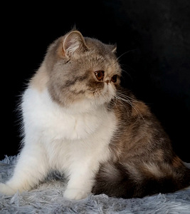 Экзот котята (2 фото из 6)