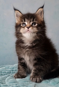 Maine-Coon Emane (4 foto / 9)