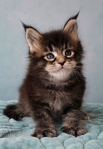 Maine-Coon Emane (6 foto / 9)
