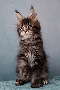 Maine Coon (2 foto / 6)