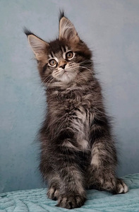 Maine Coon (6 foto / 6)