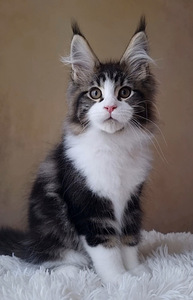 Maine-Coon (6 foto / 8)