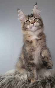 Maine-Coon Emane (3 foto / 7)