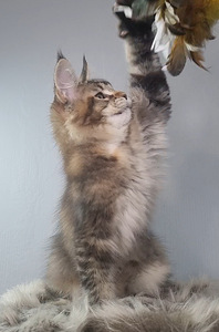 Maine-Coon Emane (4 foto / 7)