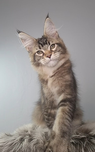 Maine-Coon Emane (6 foto / 7)