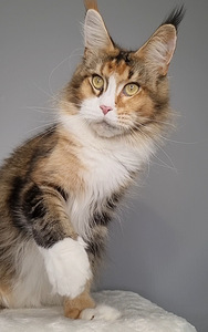 Maine Coon kass 3,5 aastat vana (2 foto / 3)