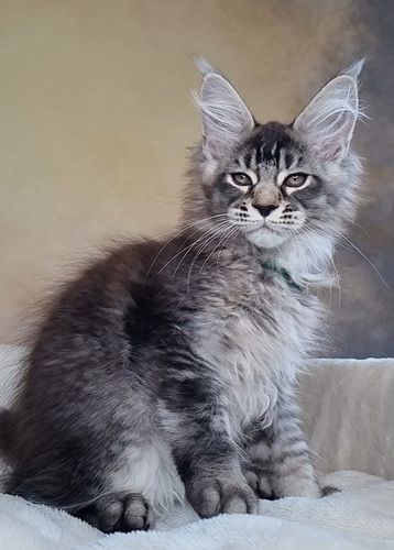 Maine-Coon isased