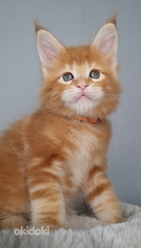 Maine-Coon kassipojad isased