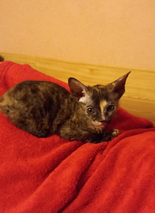 Котята донского сфинкса (3 фото из 3)
