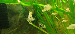 Cichlid (2 foto / 3)