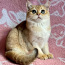 Шикарный золотой кот (фото #1)