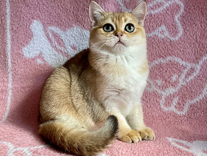 Шикарный золотой кот (1 foto / 8)