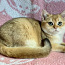 Шикарный золотой кот (фото #3)