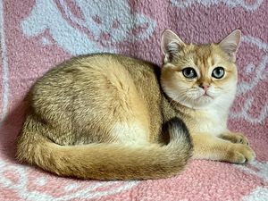 Шикарный золотой кот (3 foto / 8)