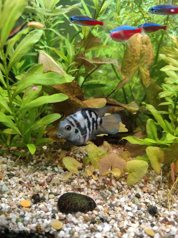 Сапфировый попугай - Narva, Аквариумистика – okidoki