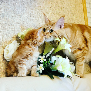 Maine coon (3 foto / 8)